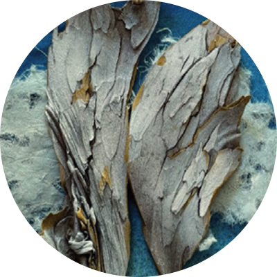 Collagen, Vre Stalder